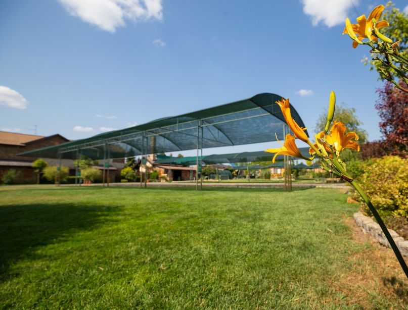Senovita mesta za kampere sa mrežama i pokošenom travom na Camping Sosul kod Sombora, Srbija